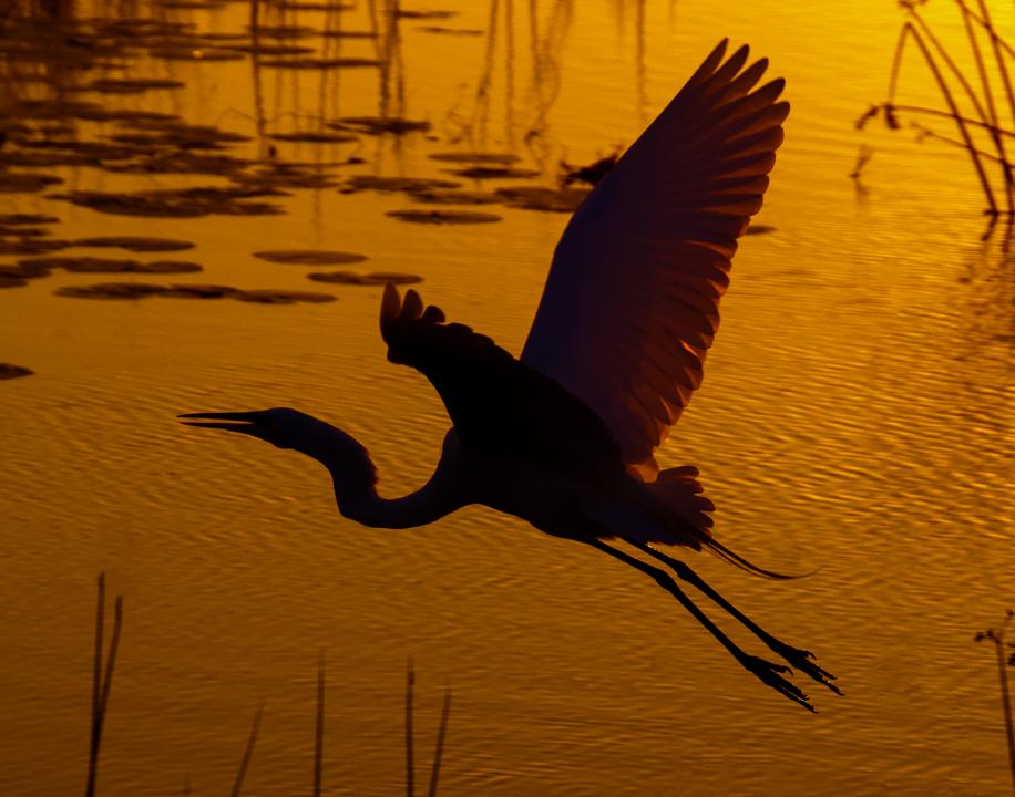 Great White Heron Taking Flight | Shutterbug